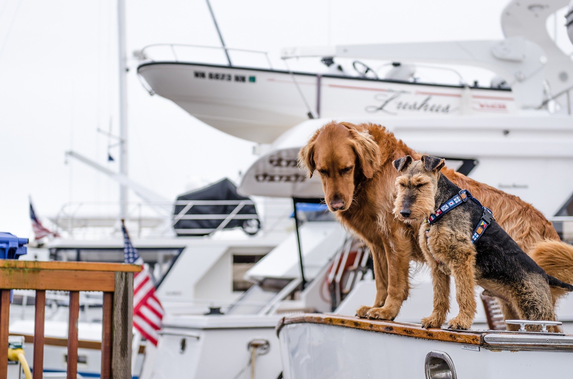 dog cane a bordo sail vela charter noleggio barca cat