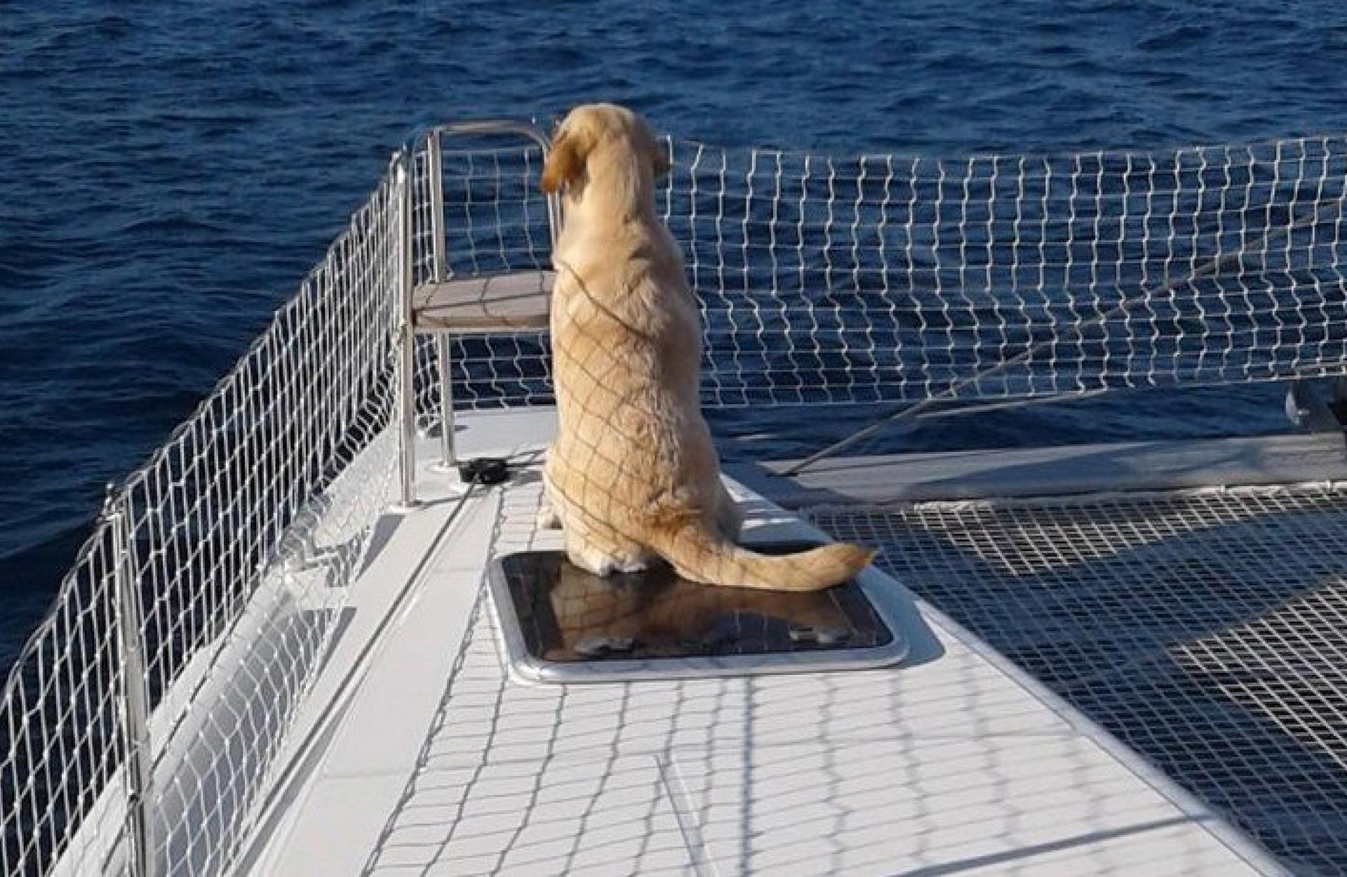 dog sail sailing barca vela charter cani bordo vacanza 