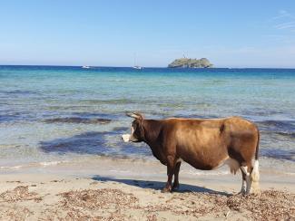 capraia corsica vela