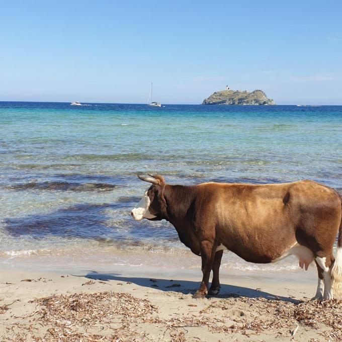 capraia corsica vela