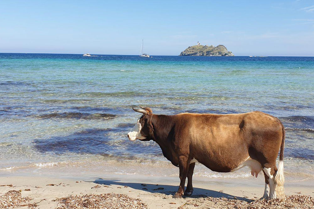 mucca in spiaggia con mare sullo sfondo